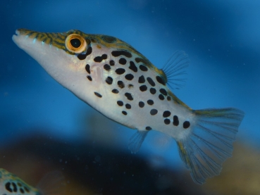 Canthigaster leoparda - Leopard-Kugelfisch